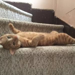 Meet your Posher, Jayme